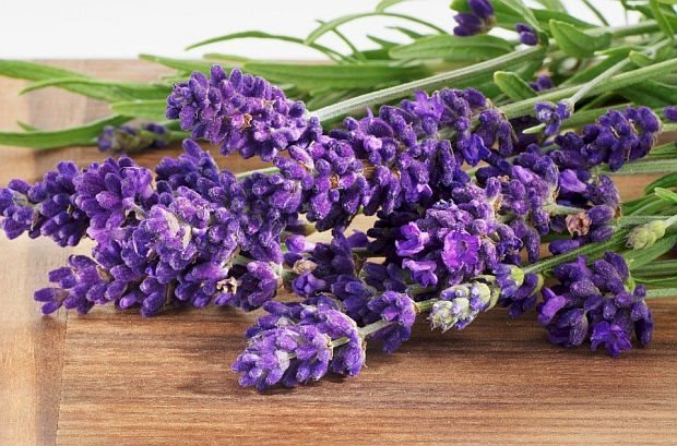 Lavanda Lavanda